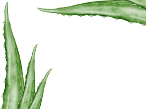 Aloe vera watercolor frame. Green leaf of the plant on a white background. Clip art botanical. Ideal for packaging cosmetics, posters of cosmetic clinics. Botanical succulent aloe. High quality photo