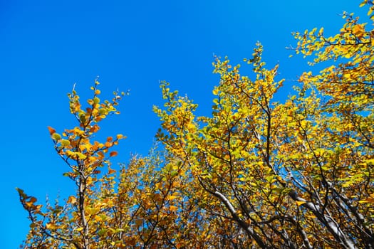 The turning of the Fagus on the western slopes of Cradle Mountain on a warm autumn afternoon as part of the Overland Track near Barn Bluff in Cradle Mountain, Tasmania, Australia