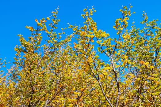 The turning of the Fagus on the western slopes of Cradle Mountain on a warm autumn afternoon as part of the Overland Track near Barn Bluff in Cradle Mountain, Tasmania, Australia