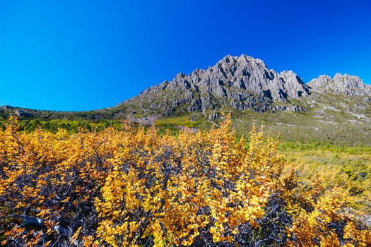 The turning of the Fagus on the western slopes of Cradle Mountain on a warm autumn afternoon as part of the Overland Track near Barn Bluff in Cradle Mountain, Tasmania, Australia