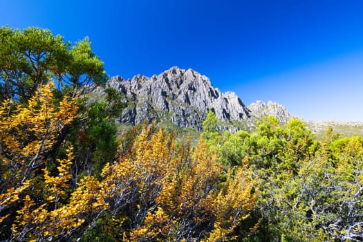 The turning of the Fagus on the western slopes of Cradle Mountain on a warm autumn afternoon as part of the Overland Track near Barn Bluff in Cradle Mountain, Tasmania, Australia