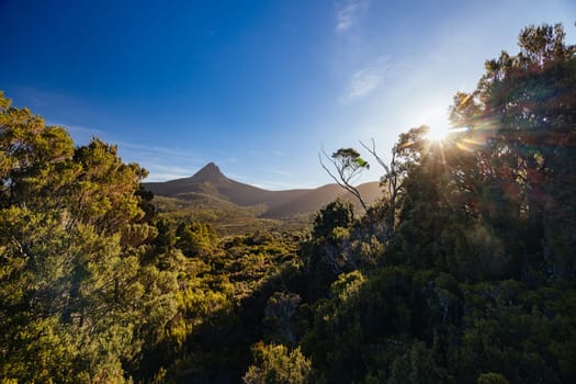The wide landscape views at sunset of Barn Bluff and alpine heath plants including Mountain Rocket on a warm autumn evening in Cradle Mountain, Tasmania, Australia
