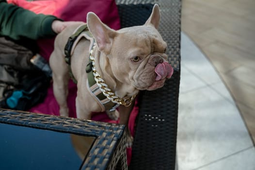 Grey French bulldog with his owner in a cafe on the couch. Only the owner's hand is visible. The dog sticks out its tongue and licks itself. The dog is wearing a gold chain with stones and a modern dark green leash