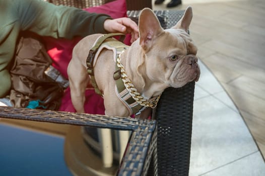 Grey french bulldog with his owner in cafe on the sofa. Only owner's hand is visible. Cute dog has gold chain with stones and modern dark green leash. Sweet and trusting moment.