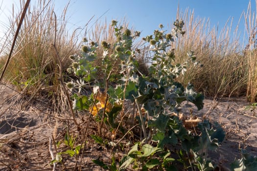 Mediterranean forests, woodlands, and scrub is a biome defined by the World Wide Fund for Nature.