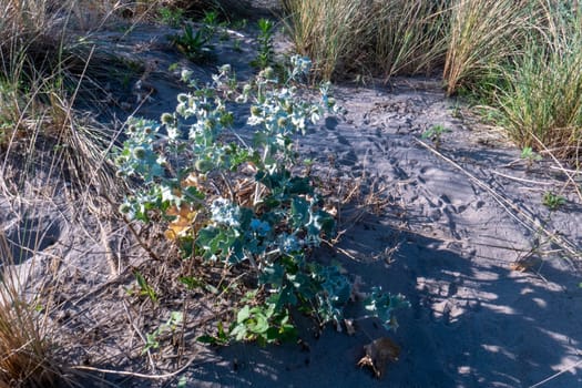 Mediterranean forests, woodlands, and scrub is a biome defined by the World Wide Fund for Nature.