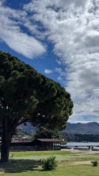 Budva, Montenegro - April 17, 2025: Seaside view showcasing a large tree and clouds, reflecting the beauty and tranquility of nature