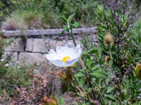 Mediterrean flower Helianthemum apenninum. High quality photo