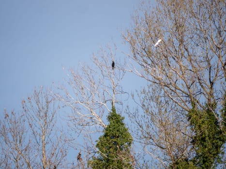Wild life cormorants in nature. High quality photo