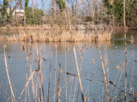 Wild birds in a pond. High quality photo