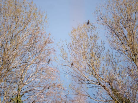 Wild life cormorants in nature. High quality photo