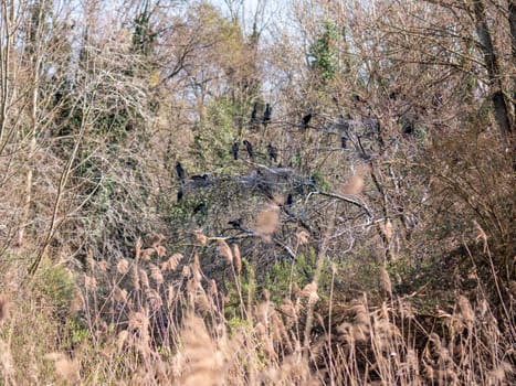 Wild life cormorants in nature. High quality photo