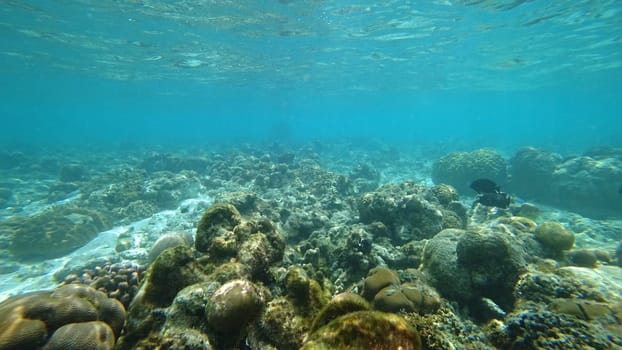 Capturing an underwater view of a vibrant coral reef in shallow waters, with colorful tropical fish swimming gracefully through the clear turquoise water, showcasing marine beauty and biodiversity