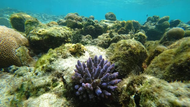 Captivating underwater scene showcases a vibrant purple coral colony amidst a diverse reef ecosystem, teeming with marine life and bathed in the clear, azure waters of a tropical paradise