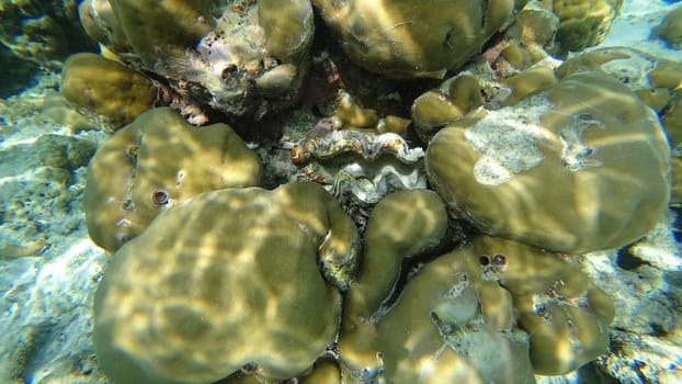 Sunlight streaming through crystal-clear waters highlights a fluted giant clam nestled among the intricate textures of brain coral in a vibrant shallow underwater seascape