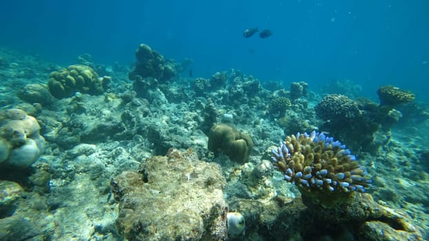 Underwater view of a coral reef with tropical fish swimming in the clear blue water, showcasing the vibrant colors and diverse marine life of a thriving underwater ecosystem