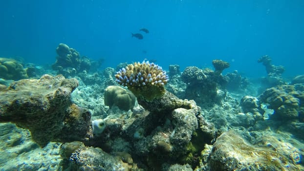 Captivating underwater scene featuring a vibrant coral reef, teeming with diverse marine life, all set against the backdrop of clear blue waters in a tropical ocean