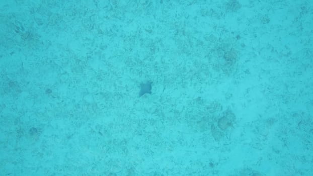 Underwater view featuring a vibrant blue starfish resting on the sandy seabed, creating a serene and captivating scene filled with the beauty of marine life