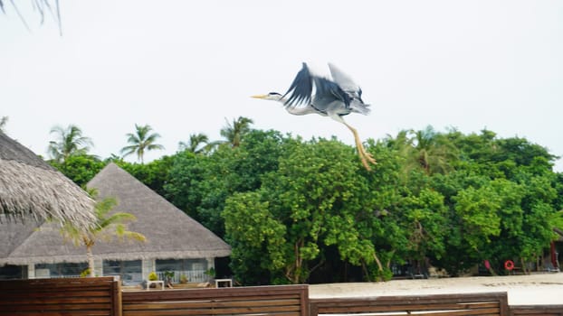 Grey heron gracefully soars over a picturesque tropical island resort in the maldives, showcasing the harmonious blend of nature and luxury