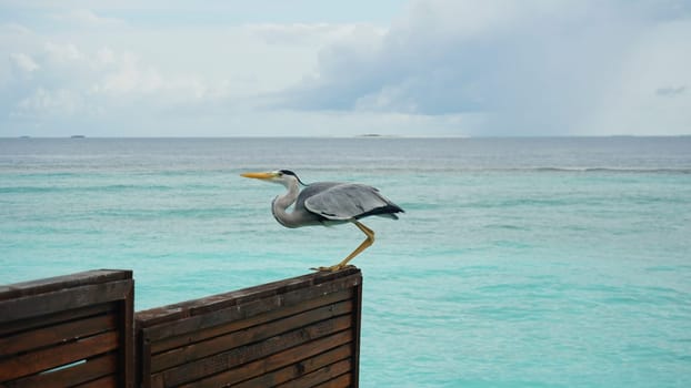 Grey heron is standing gracefully on a wooden fence, overlooking the vibrant turquoise waters of the indian ocean in the maldives, creating a serene and picturesque scene