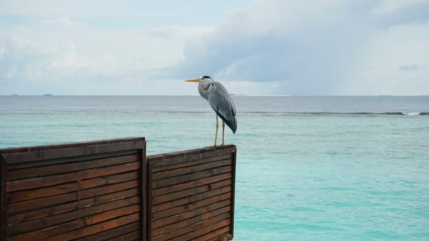 Grey heron standing gracefully on a wooden fence, overlooking the crystal-clear turquoise waters of the ocean, creates a tranquil and picturesque tropical scene