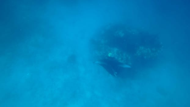 Giant oceanic manta ray gliding gracefully through vibrant blue waters near a coral reef, creating a stunning and tranquil underwater scene filled with marine life and beauty