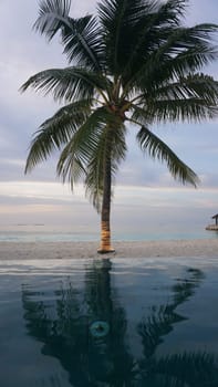 Tranquil scene featuring a palm tree reflecting in an infinity pool at sunset, enveloping the viewer in a serene ambiance of a tropical paradise in the maldives
