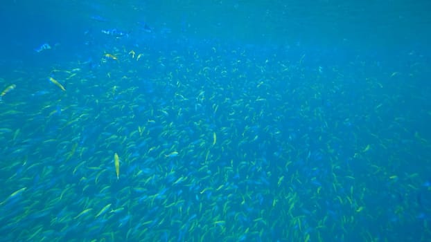 Large school of vibrant fusilier fish swimming gracefully through clear blue tropical waters, creating an enchanting underwater scene filled with color and life