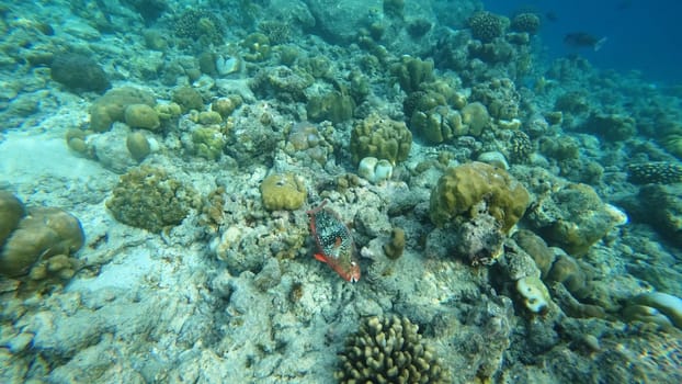 Vibrant parrotfish navigates the colorful coral reef ecosystem in pristine tropical waters, showcasing the beauty and biodiversity of the underwater world