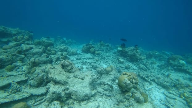 Underwater scene revealing a stunning coral reef suffering from the impacts of climate change, pollution, and overfishing, while vibrant tropical fish swim gracefully around