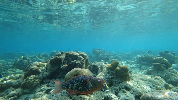 Vibrant parrotfish swims gracefully over a colorful coral reef in the clear, shallow waters of a tropical ocean, creating a captivating underwater scene