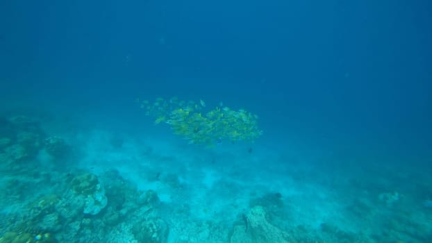 Large school of small yellow and silver fish swimming in unison above a vibrant coral reef, gliding gracefully through clear blue tropical waters, showcasing the beauty of marine life