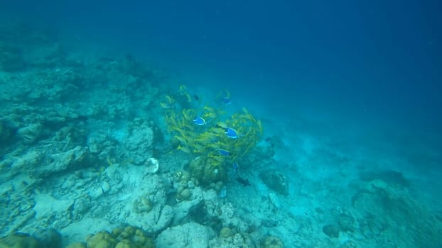 Vibrant school of powder blue tang fish swims gracefully over a colorful coral reef in the crystal-clear waters of a tropical ocean, creating a mesmerizing underwater spectacle