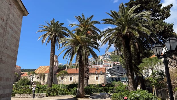 Budva, Montenegro - April 18, 2025: Landscape with palm trees in the historic Old Town, framed by mountains and clear blue skies
