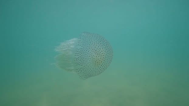 Phyllorhiza punctata, the australian spotted jellyfish, floating in turquoise water, moving its tentacles, creating a beautiful underwater scene