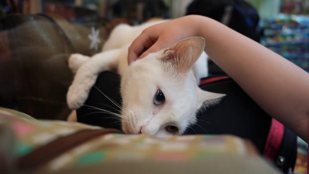 Adorable white cat with blue and yellow eyes lying on a bag and enjoying being petted by a child's hand, showing a moment of connection and affection between pet and human