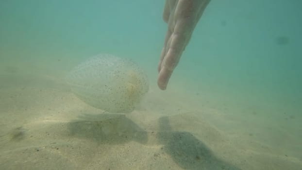 Hands are reaching out to a jellyfish swimming near the seabed in shallow water, highlighting the interaction between humans and marine life
