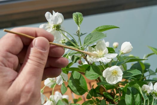 Artificial pollination of the blossom of an apple tree bonsai Malus Evereste in spring with a small brush