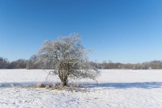 Winter landscape in the Rotehorn city park in Magdeburg with a hawthorn, Crataegus monogyna in the foreground