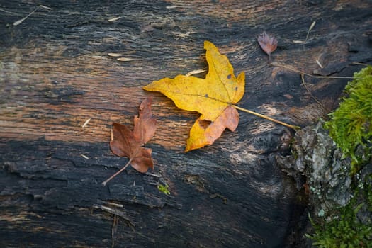 Leaves of a field maple, Feldahorn, Acer Campestre, with bright fall color on a tree trunk in autumn in the forest ….......