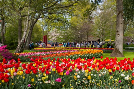 spring flowers in Keuhenhof in the Netherlands 