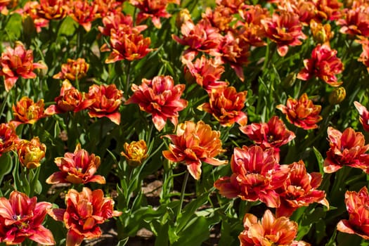 tulips flowers in the park - Keukenhof, the Netherlands