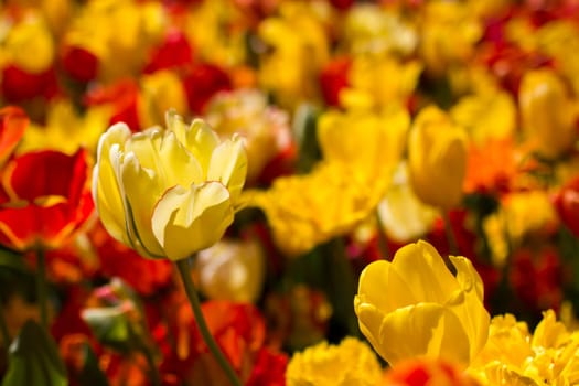 tulips flowers in the park - Keukenhof, the Netherlands