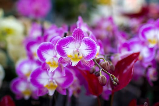 Beautiful colorful orchid  - phalaenopsis on blurred background