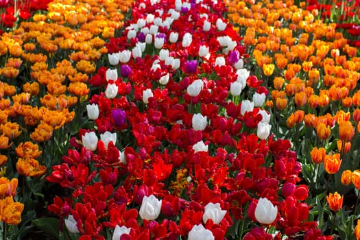 tulips flowers in the park - Keukenhof, the Netherlands