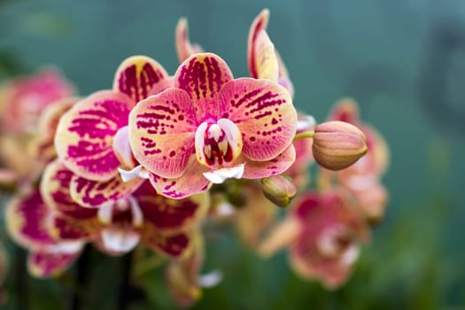 Beautiful colorful orchid  - phalaenopsis on blurred background