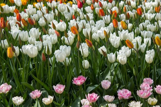 tulips flowers in the park - Keukenhof, the Netherlands