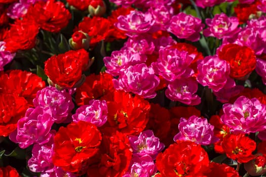 tulips flowers in the park - Keukenhof, the Netherlands