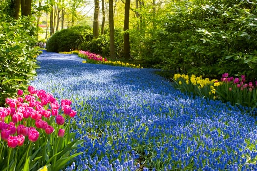 spring flowers in Keuhenhof in the Netherlands