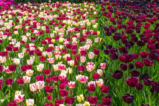 tulips flowers in the park - Keukenhof, the Netherlands